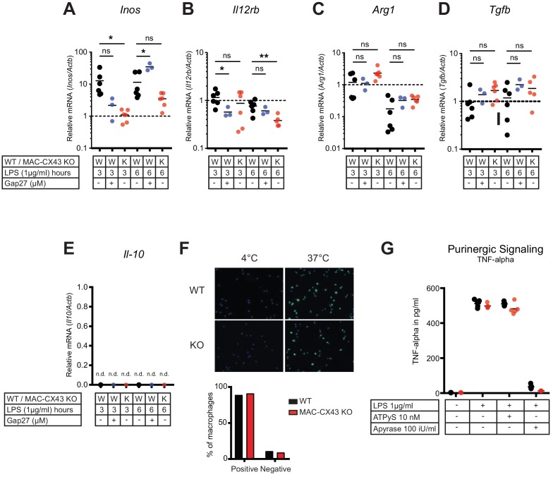 Figure 4—figure supplement 1.