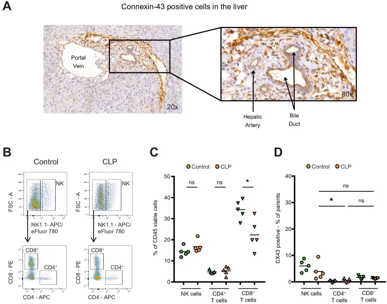 Figure 3—figure supplement 1.