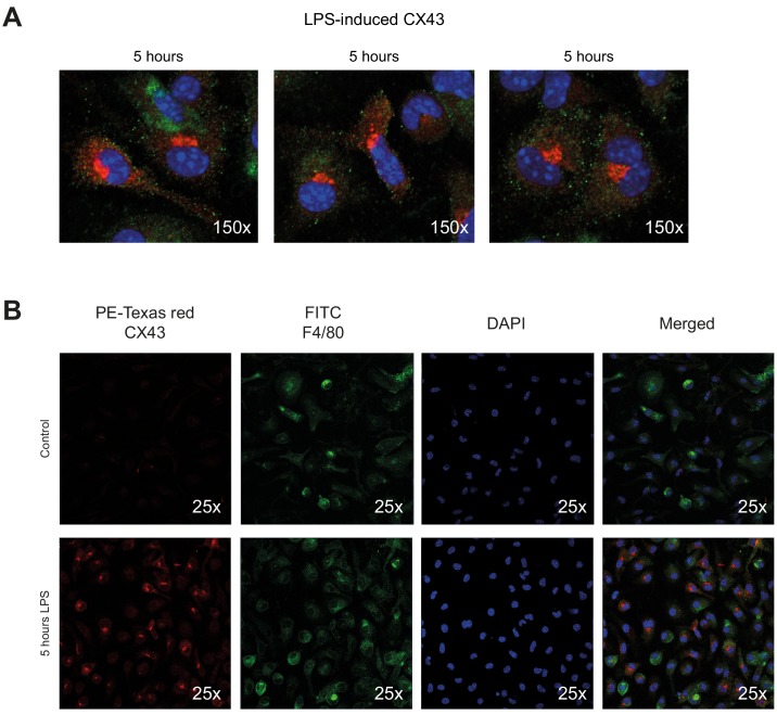 Figure 2—figure supplement 1.