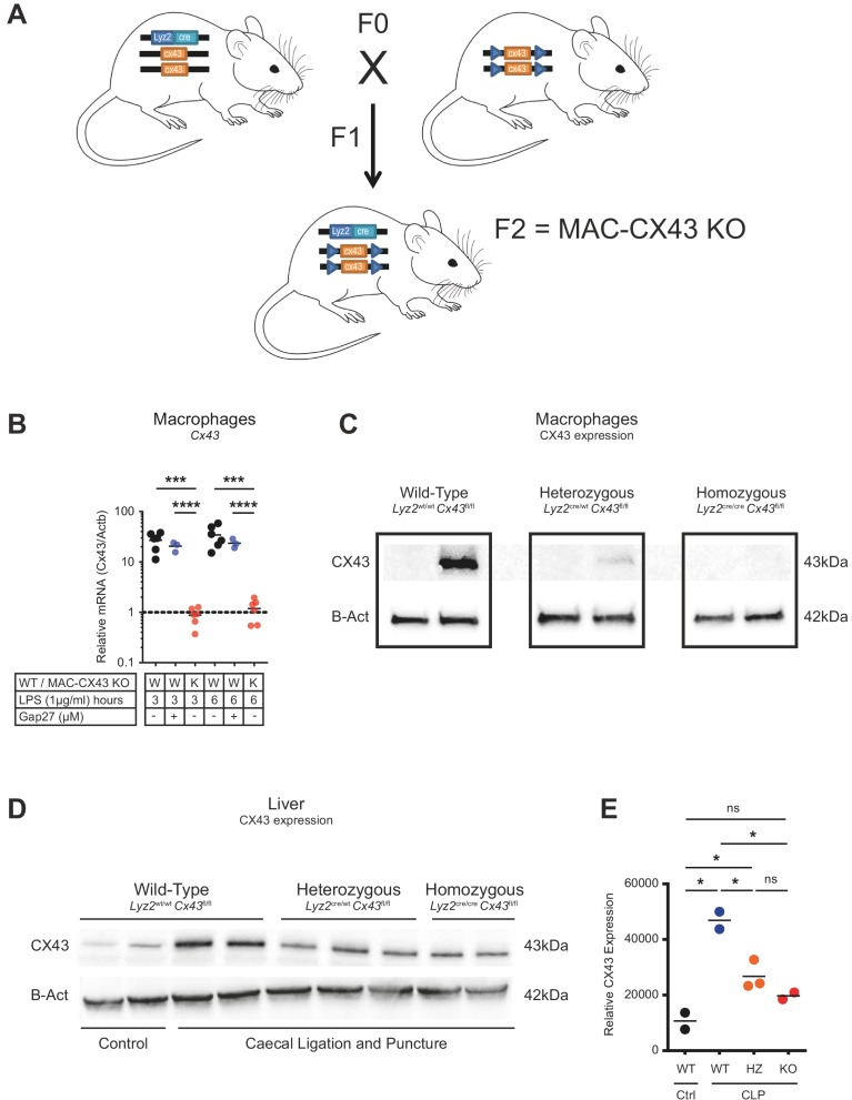 Figure 1—figure supplement 2.