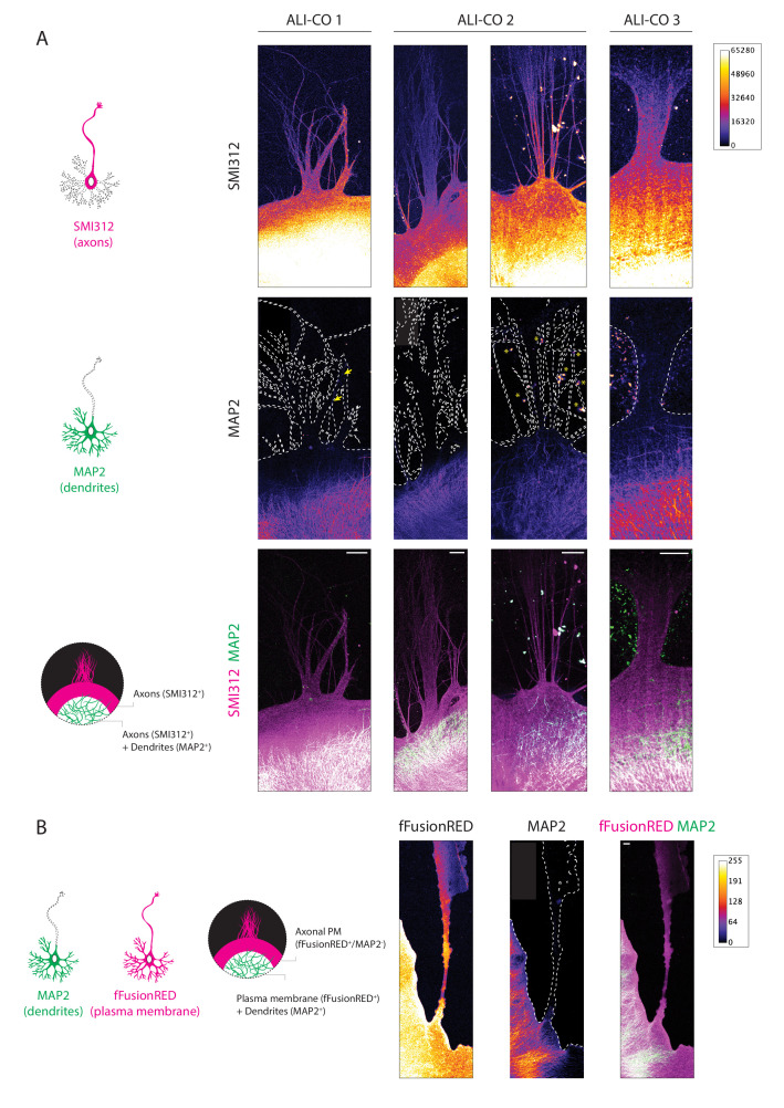 Figure 1—figure supplement 1.