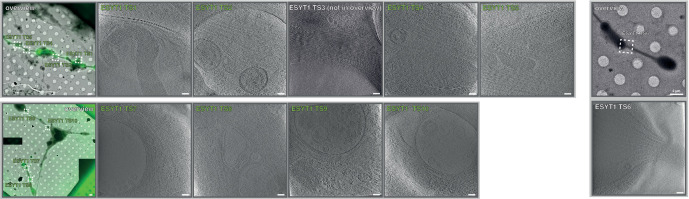 Figure 2—figure supplement 4.