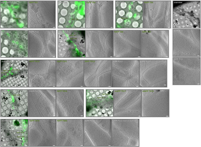 Figure 2—figure supplement 2.