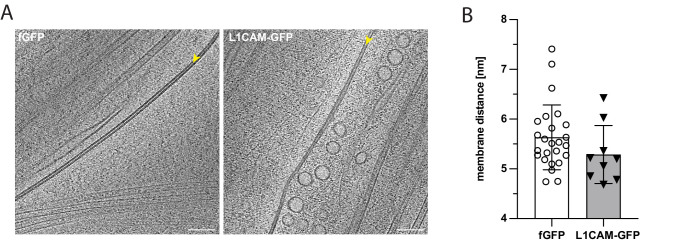 Figure 2—figure supplement 5.