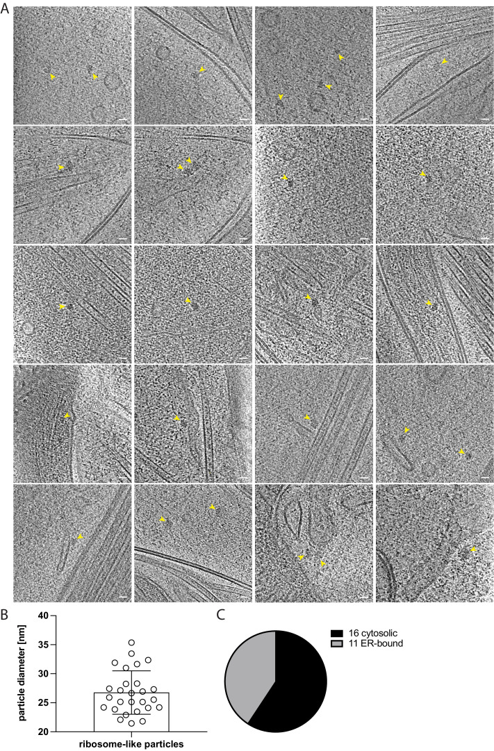 Figure 4—figure supplement 1.