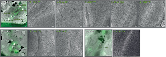 Figure 2—figure supplement 3.