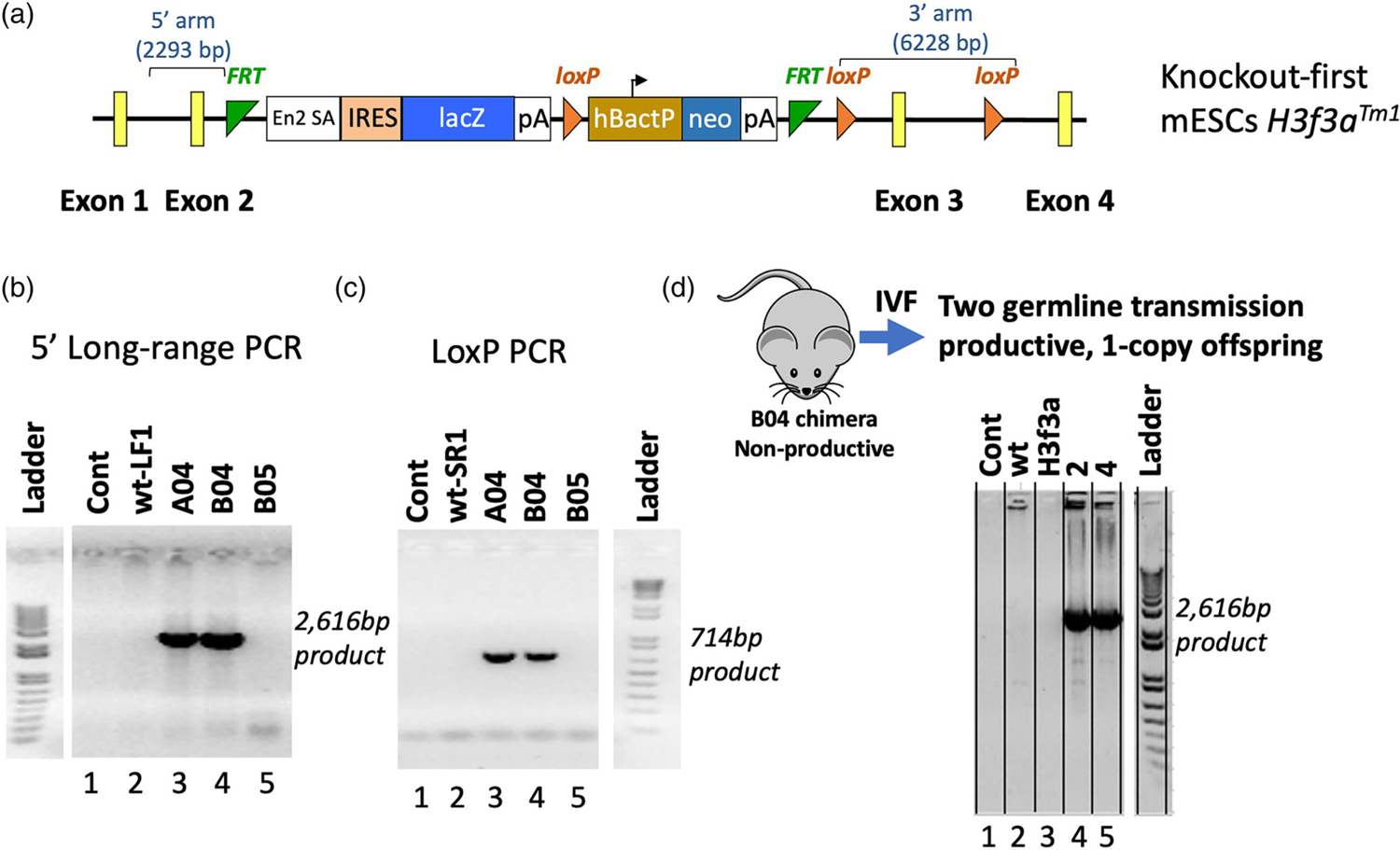 FIGURE 1