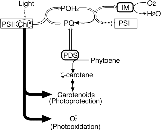 Figure 11.