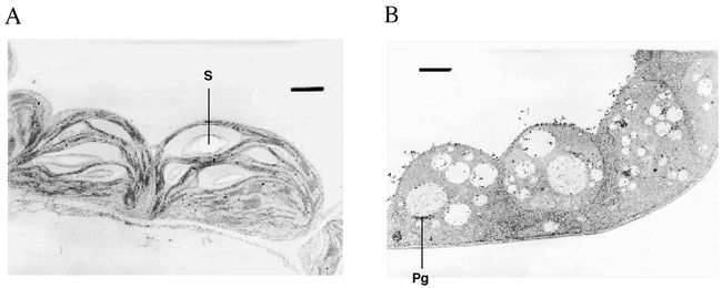 Figure 13.