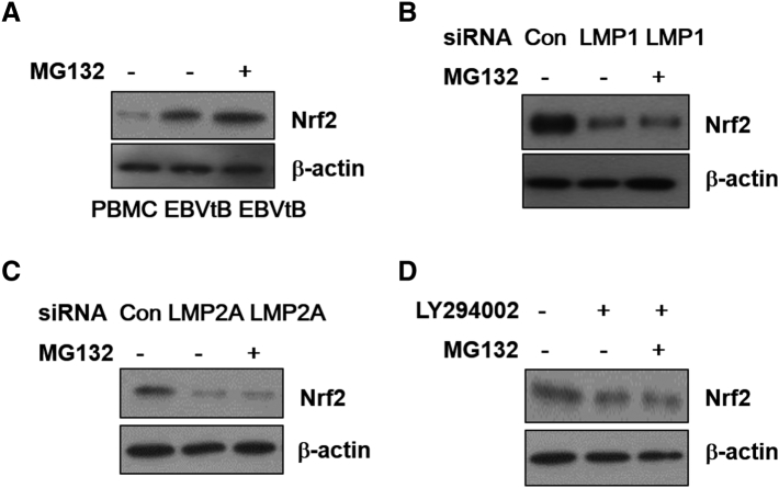 Supplementary Figure 4