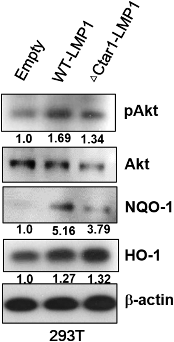 Supplementary Figure 3