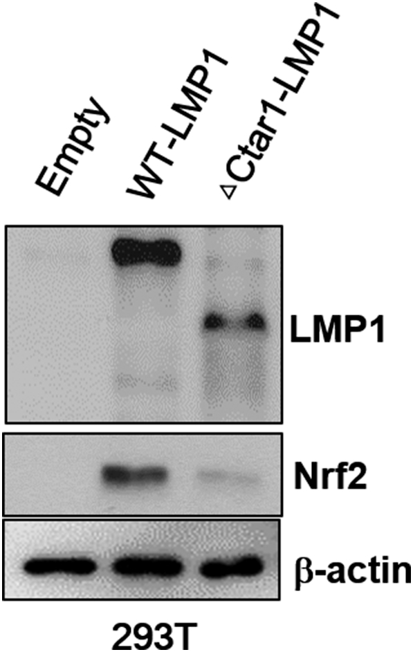 Supplementary Figure 1