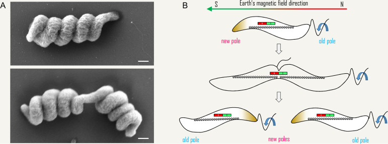 FIG 5