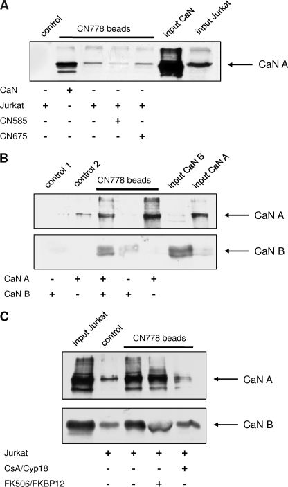 FIGURE 5.