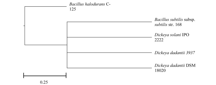 FIGURE 1