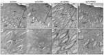 Fig 7