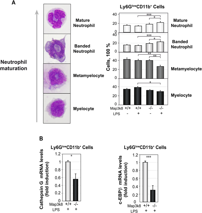 Map3k8 controls granulocyte colony-stimulating factor production and ...