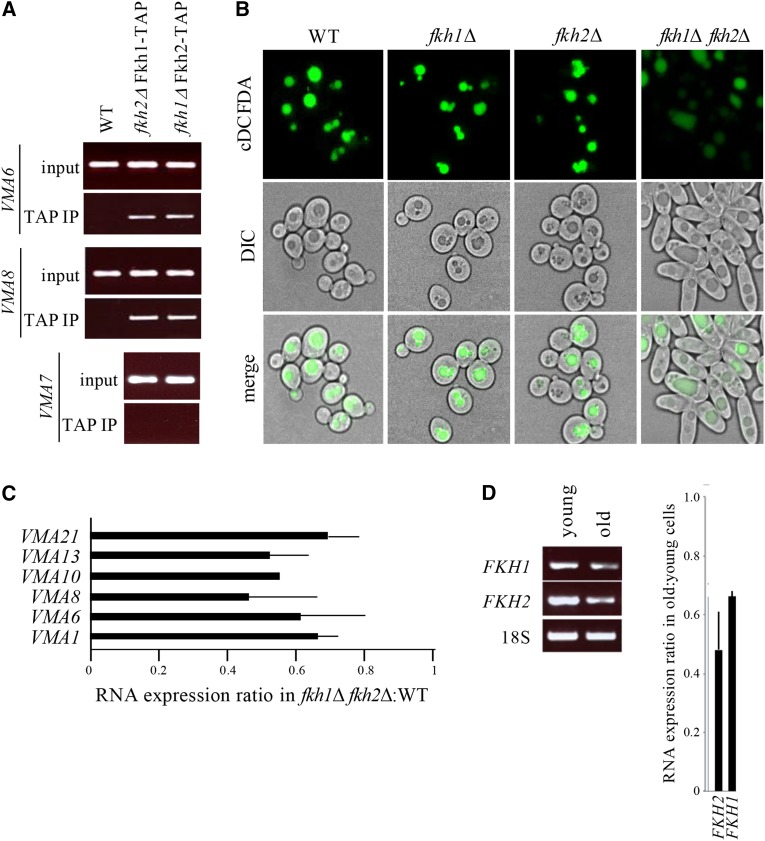 Figure 5