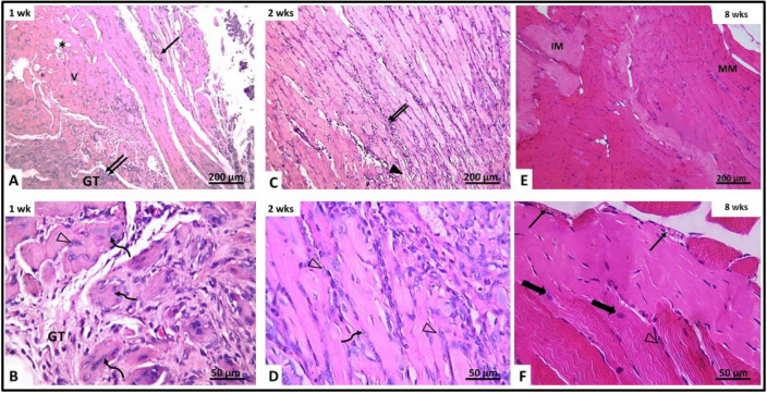 Fig. 6