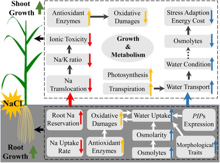 FIGURE 6