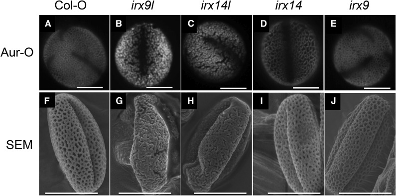 Figure 12.