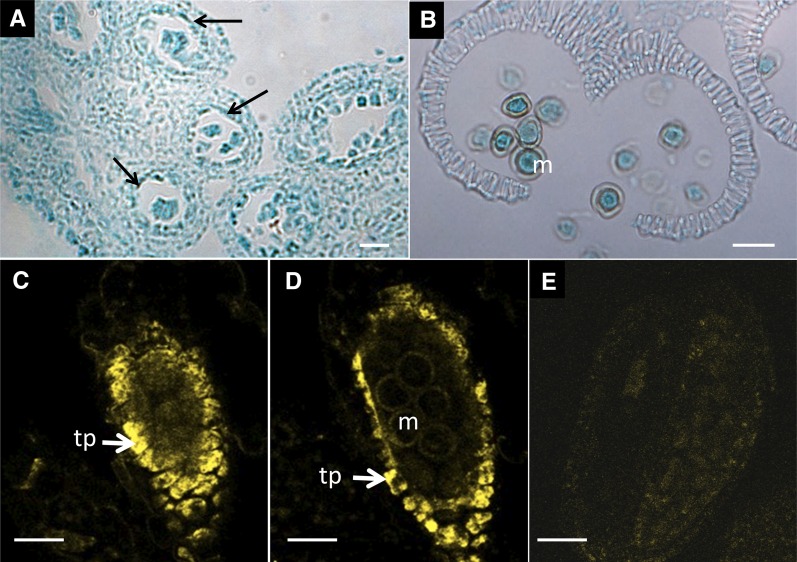 Figure 11.