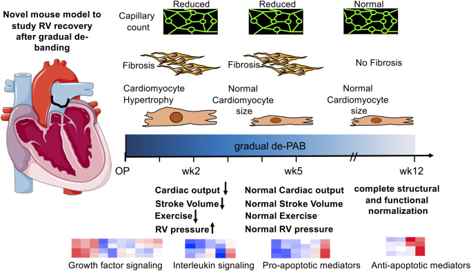 Graphical Abstract