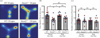 Y-maze testing shows a deficit in working memory in Shank2−/− mice that are not rescued by dietary zinc