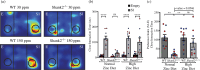 Social interaction and social preference ASD phenotypes are reversed by high dietary zinc in Shank2−/− mice.