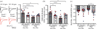 Electrophysiological analysis of NMDA/AMPA receptor-mediated currents in WT and Shank2−/− mice