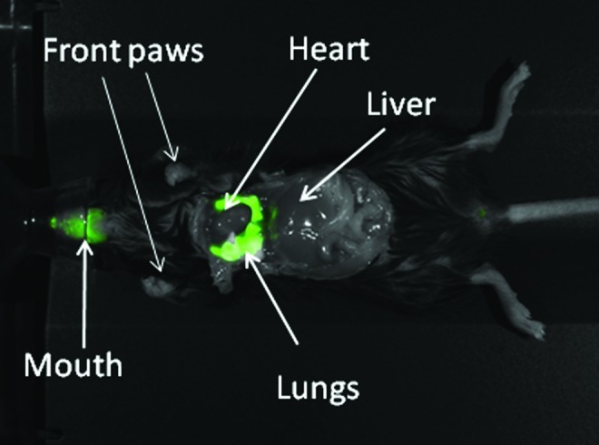 FIG. 1.