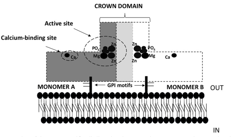 Fig. (1)