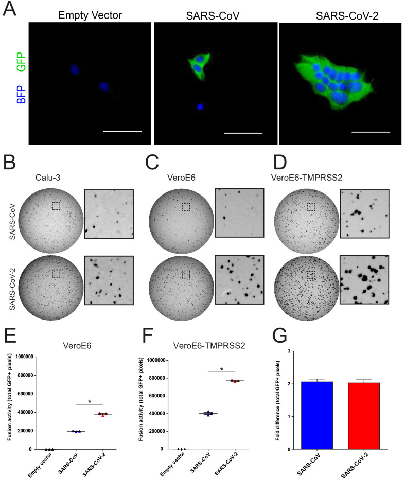 Figure 3—figure supplement 1.