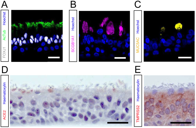 Figure 1—figure supplement 1.