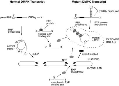 graphic file with name cdd422f7.jpg