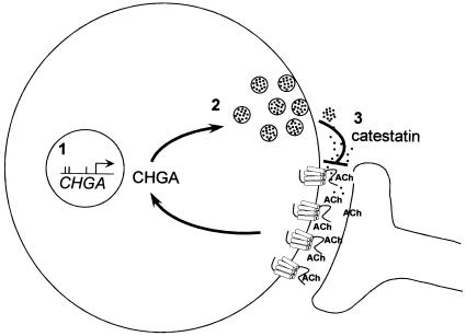 Figure  4