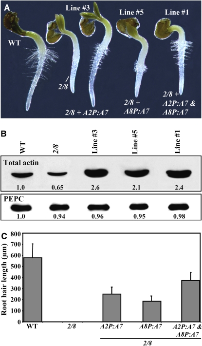 Figure 11.