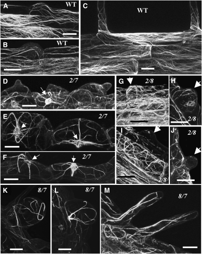 Figure 10.