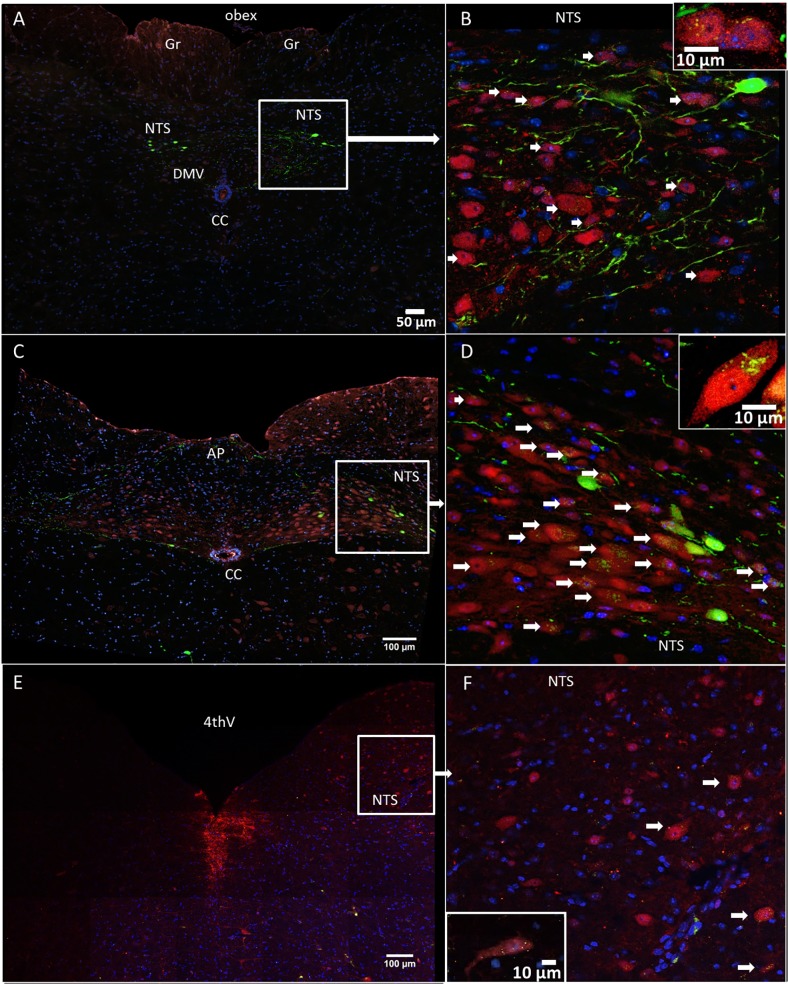 Fig 8