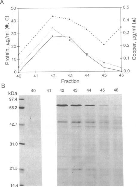 graphic file with name pnas01070-0064-a.jpg