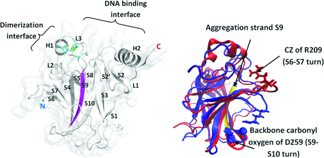 Simulations of mutant p53 DNA binding domains reveal a novel druggable ...