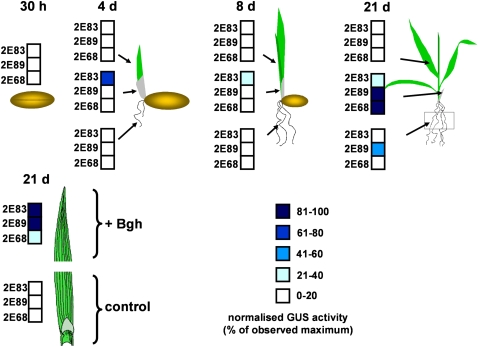 Figure 4.