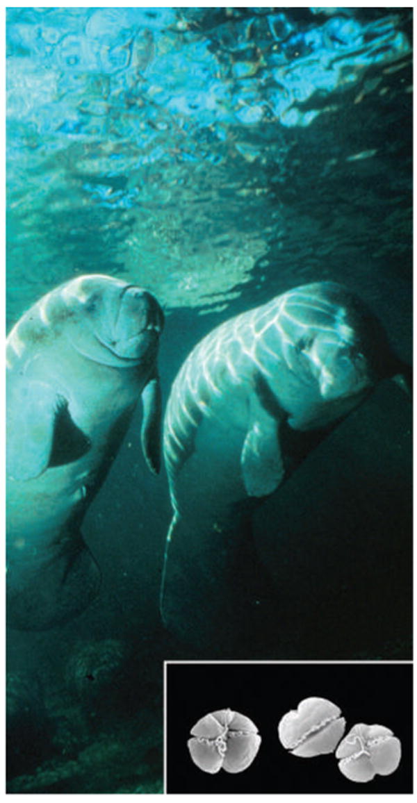 Florida manatees (3 metres long, on average) are susceptible to toxins from the red tide alga Karenia brevis (inset; cell diameter, 30-35 mm)