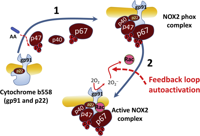 Figure 1