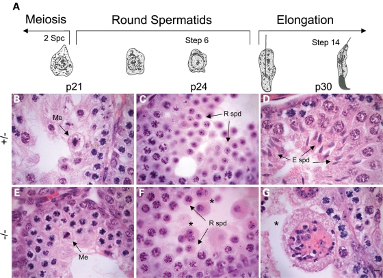 Figure 4.