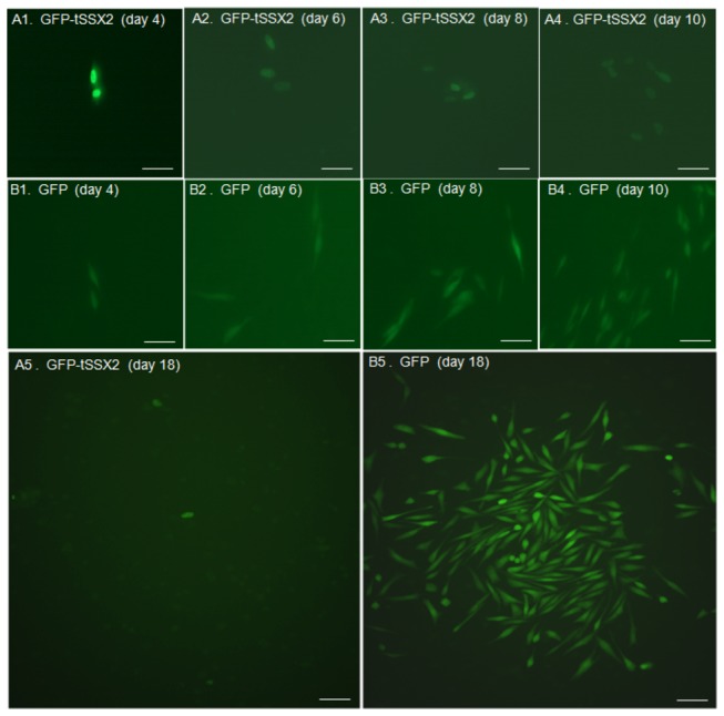 Figure 5