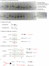 Extended Data Figure 6
