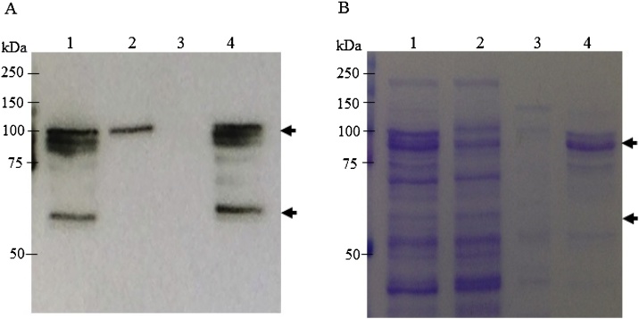 Fig. 4