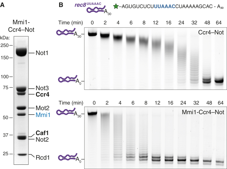 Figure 4