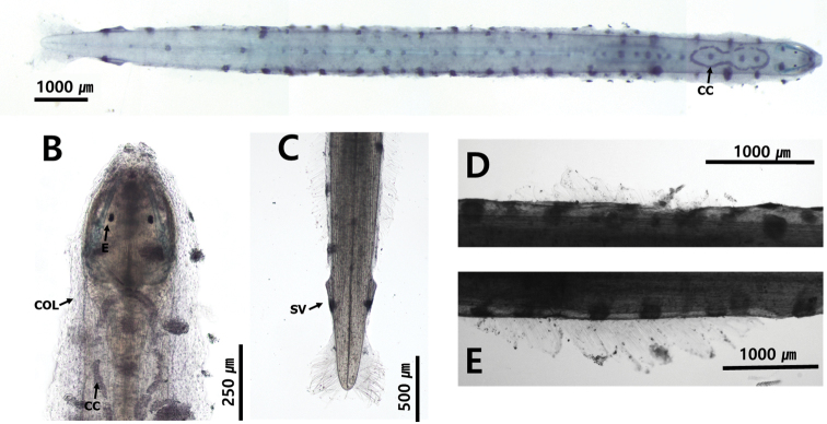 Figure 20.